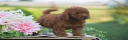Mini Goldendoodle dogs for sale: Owen (F1BB) - Ad 4