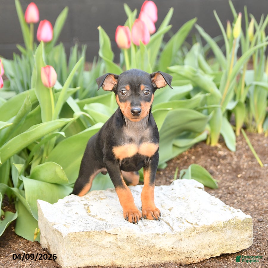 Miniature Pinscher dogs Flora   - Ad 1