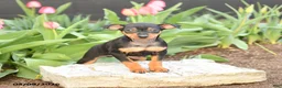 Miniature Pinscher dogs for sale: Flora   - Ad 1