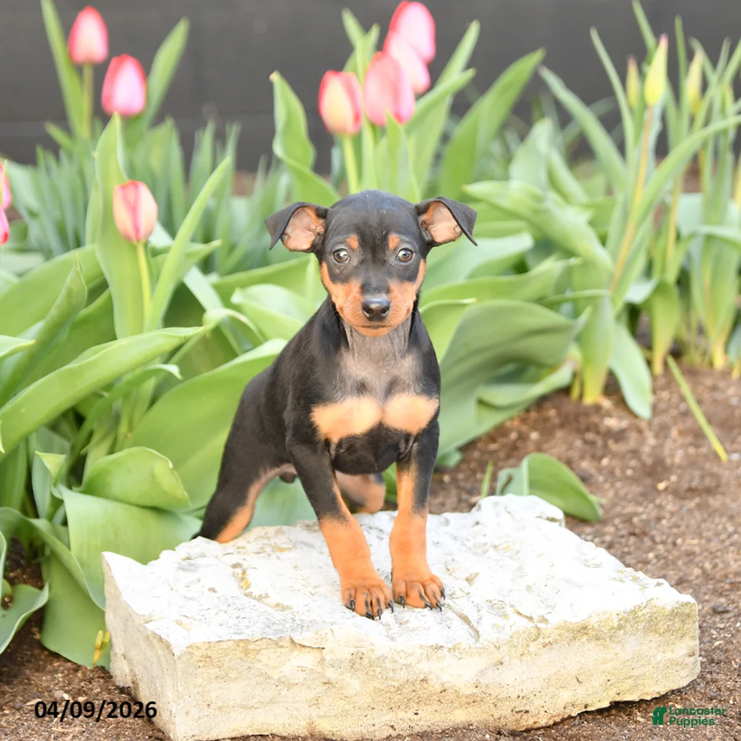 Miniature Pinscher dogs for sale: Flora   - Ad 1
