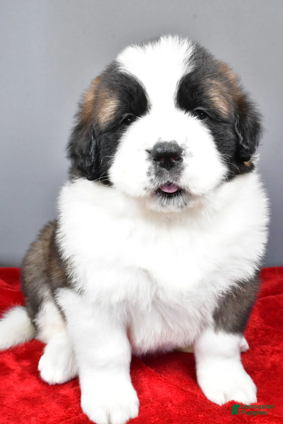 Saint Bernard dogs for sale: faith - Ad 1