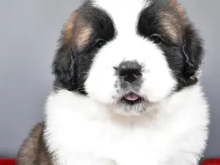 Saint Bernard dogs faith - Ad 15