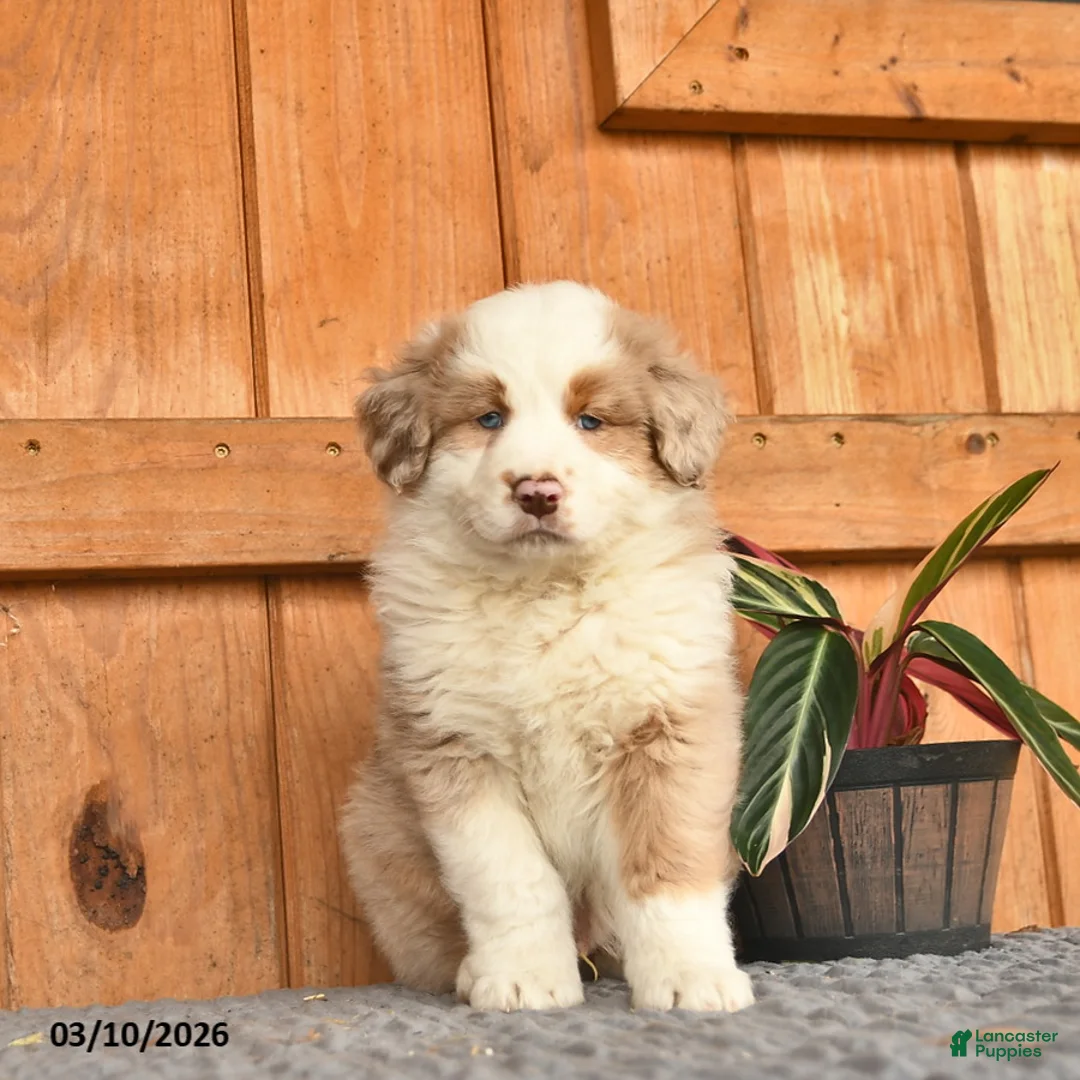 Australian Shepherd dogs for sale: Adam  - Ad 1