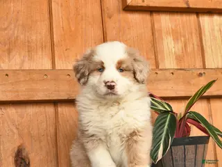 Australian Shepherd dogs for sale: Adam - Ad 3
