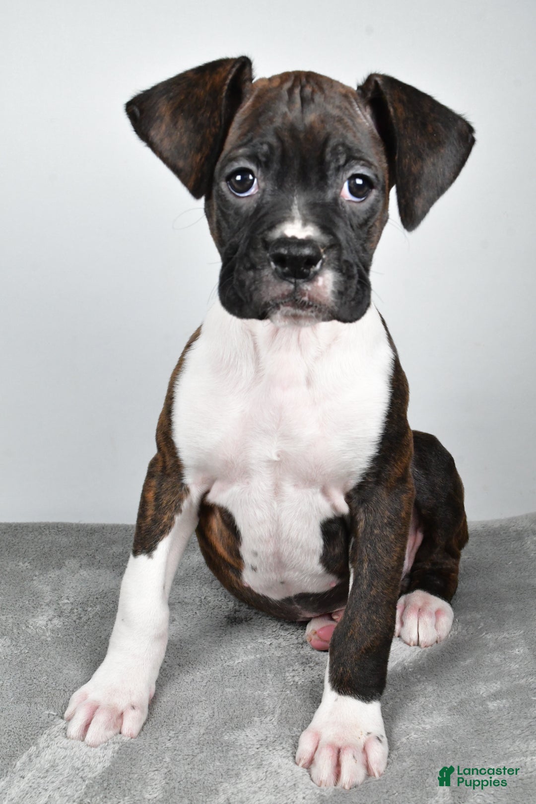 Boxer dogs for sale: Abbie - Ad 8