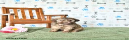 Shihpoo dogs for sale: Sophie - Ad 2