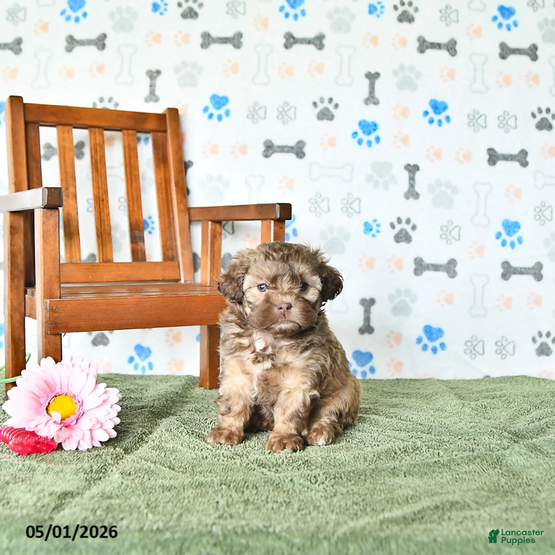 Shihpoo dogs for sale: Sophie - Ad 2