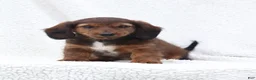 Miniature Dachshund dogs for sale: Petunia - Ad 4