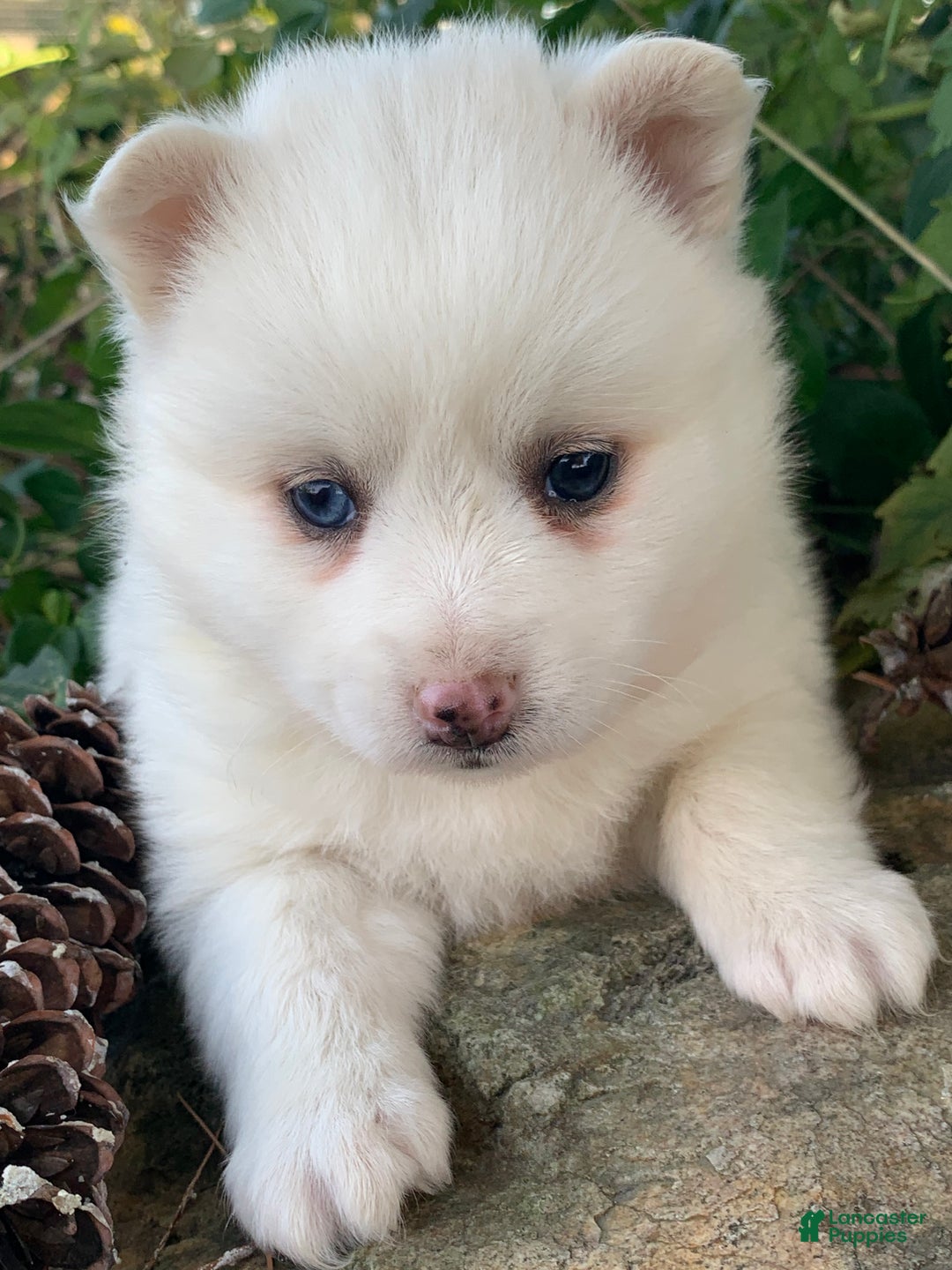 Alaskan Klee Kai dogs for sale: Sweet Petite Baby Willow~!!! - Ad 10