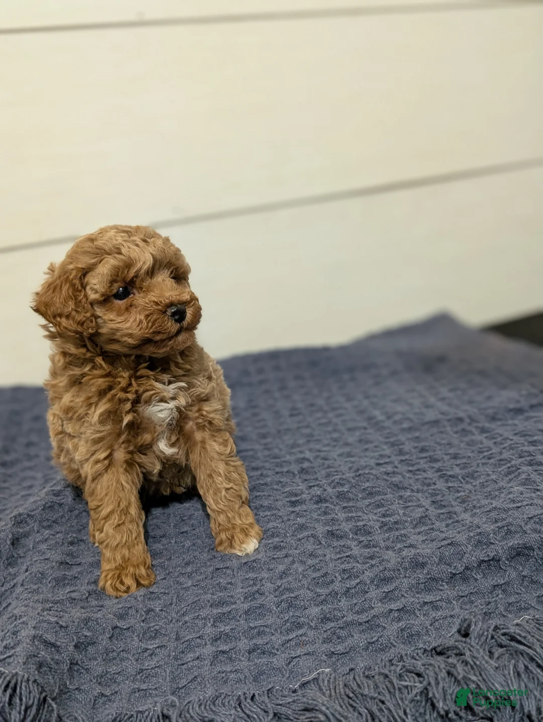 Toy Poodle dogs for sale: Peanut Butter  - Ad 8