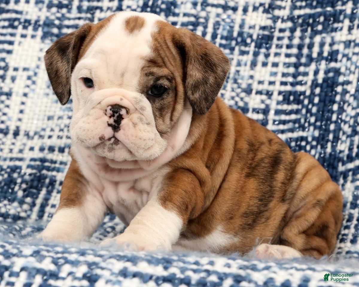 English Bulldog dogs Lettie - Ad 1