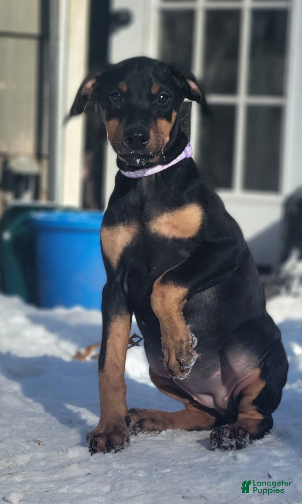 Doberman Pinscher dogs Doberman puppy 1-3 - Ad 13