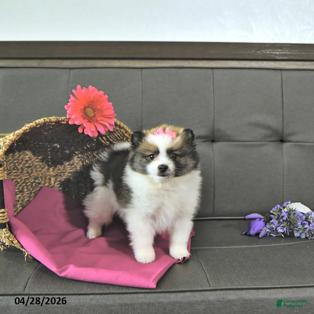 Pomeranian dogs for sale: Tilly - Ad 1