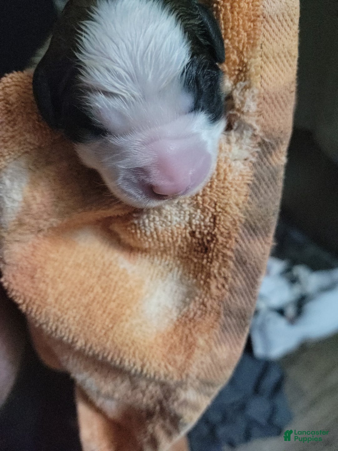 Saint Bernard dogs for sale: Puppy 3 - Ad 39