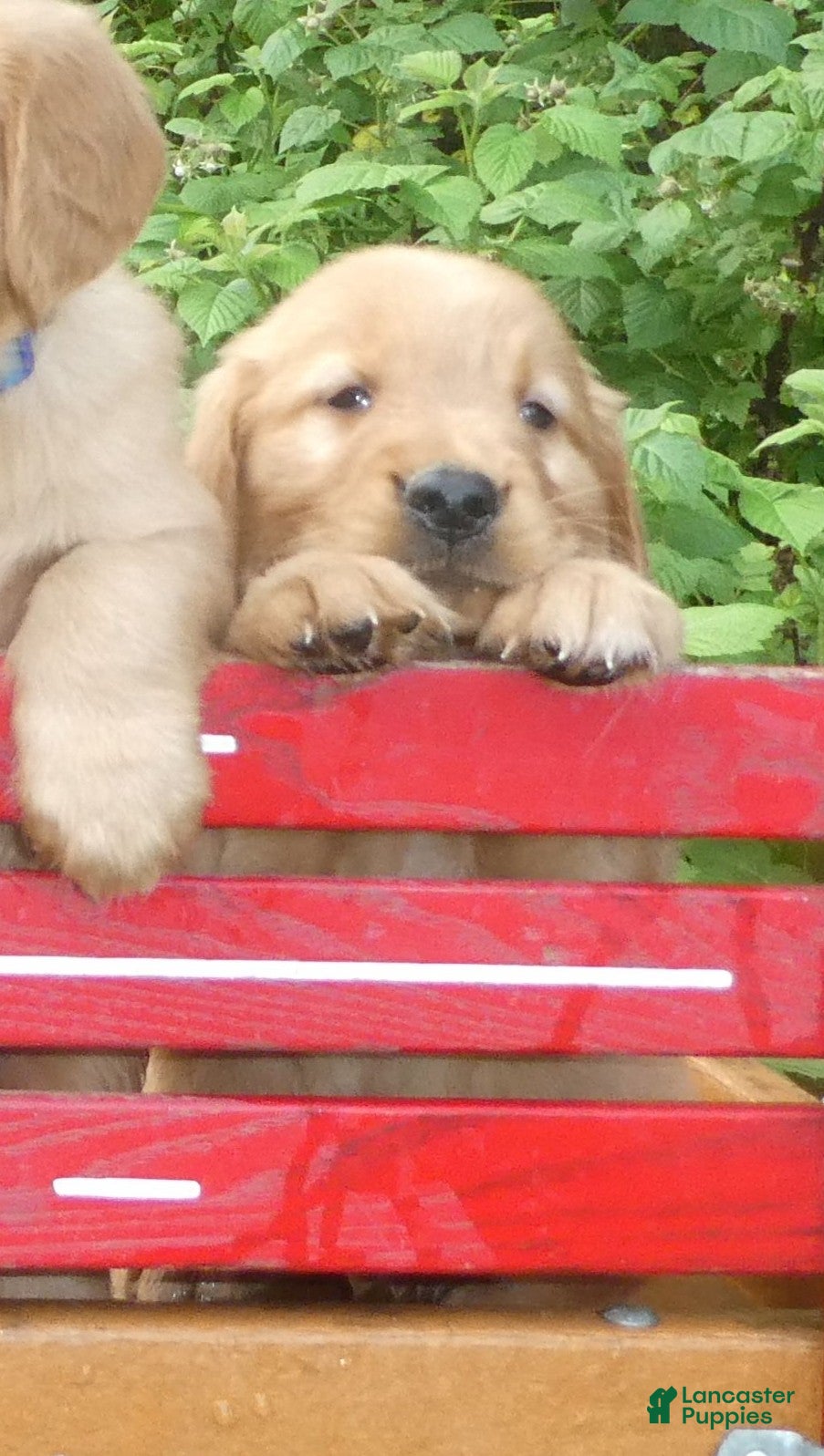 Golden Retriever dogs Reagan - Ad 2