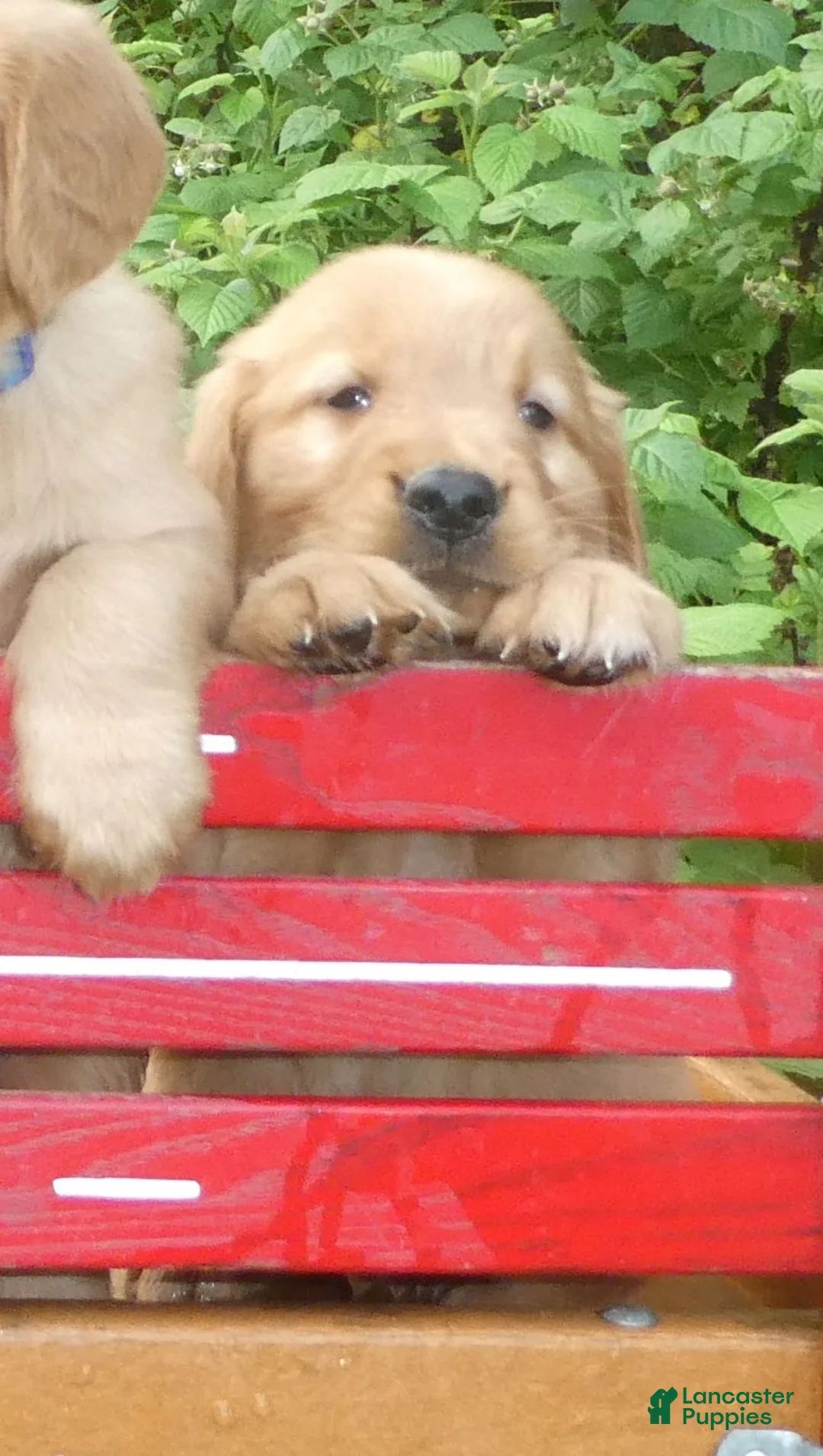 Golden Retriever dogs for sale: Reagan - Ad 1