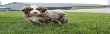 Mason