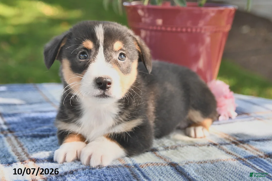 Welsh Corgi Pembroke dogs for sale: Casper - Ad 1