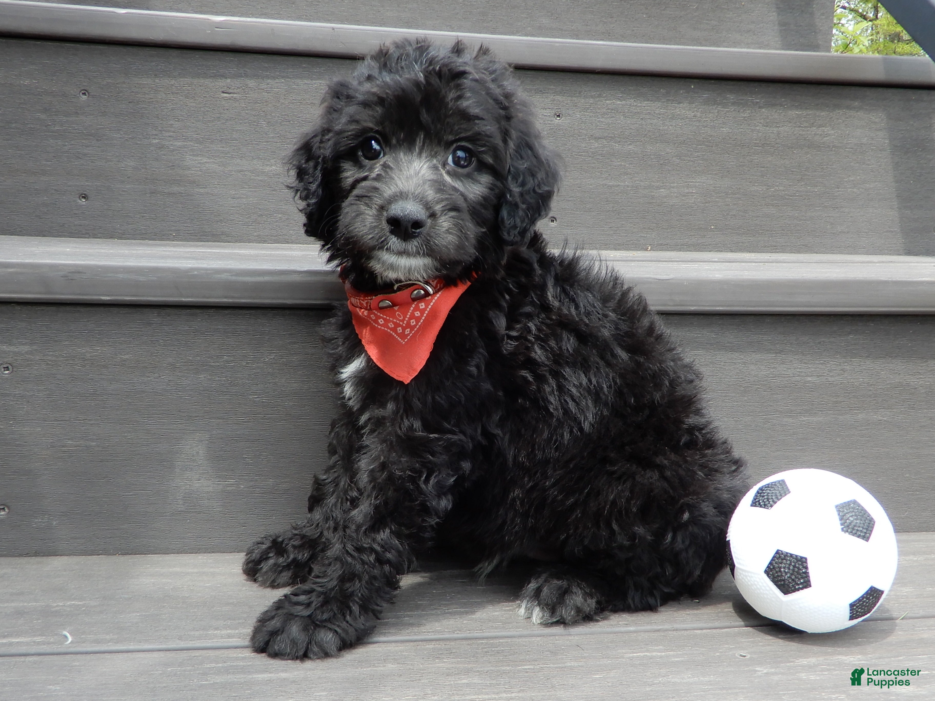 Sheepadoodle dogs Mason-MEDIUM - Ad 2