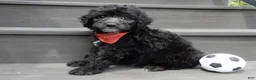 Sheepadoodle dogs for sale: Mason-MEDIUM - Ad 2
