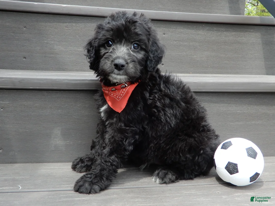 Sheepadoodle dogs for sale: Mason-MEDIUM - Ad 2