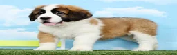 Saint Bernard dogs for sale: Tammy - Ad 2