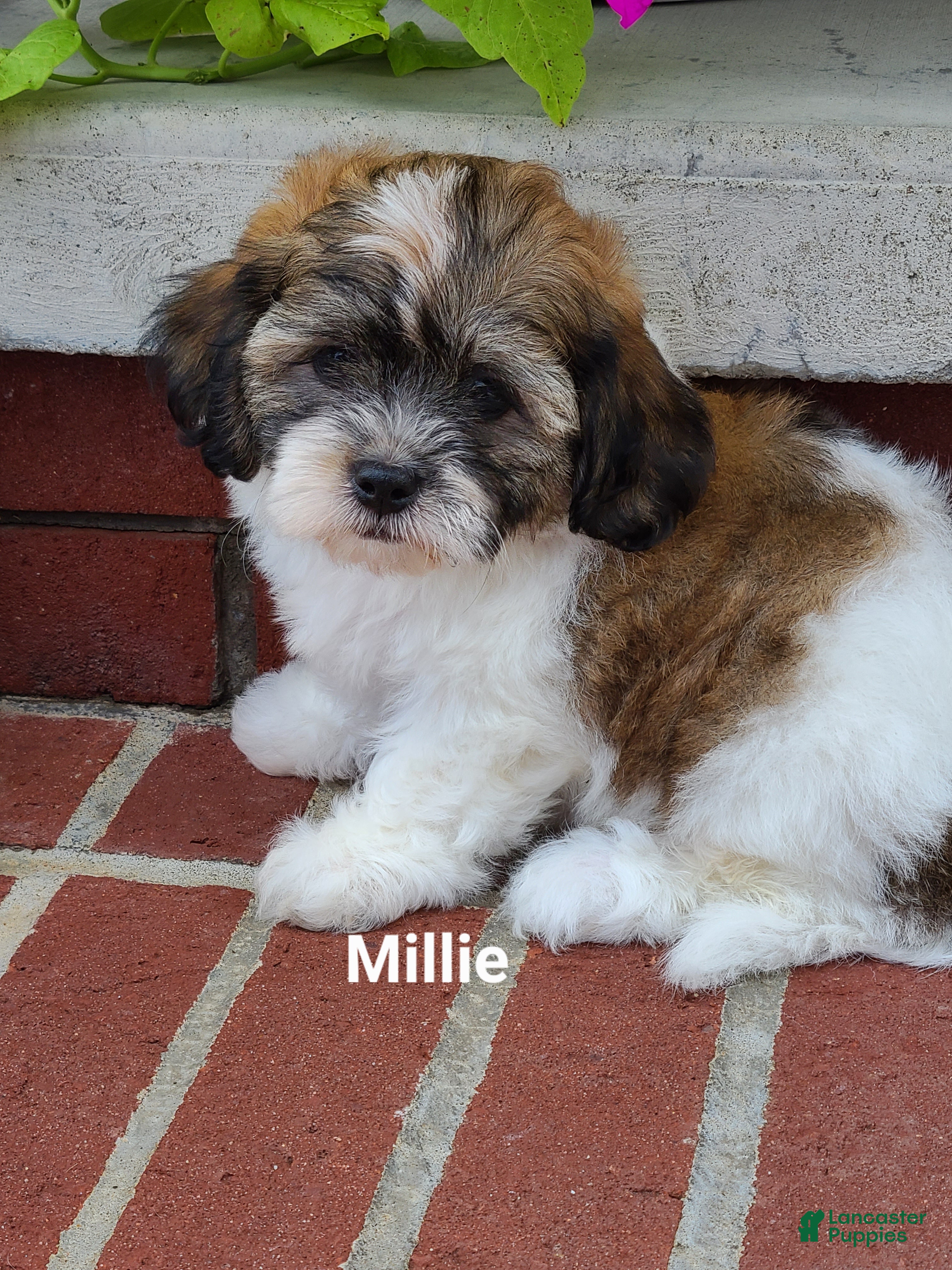 Teddy Bear dogs Millie - Ad 1
