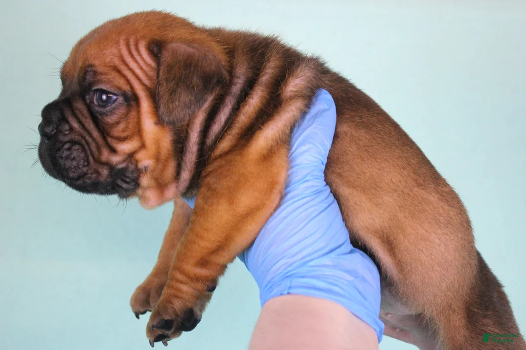 American Bully dogs for sale: Black Fawn Male - Ad 3