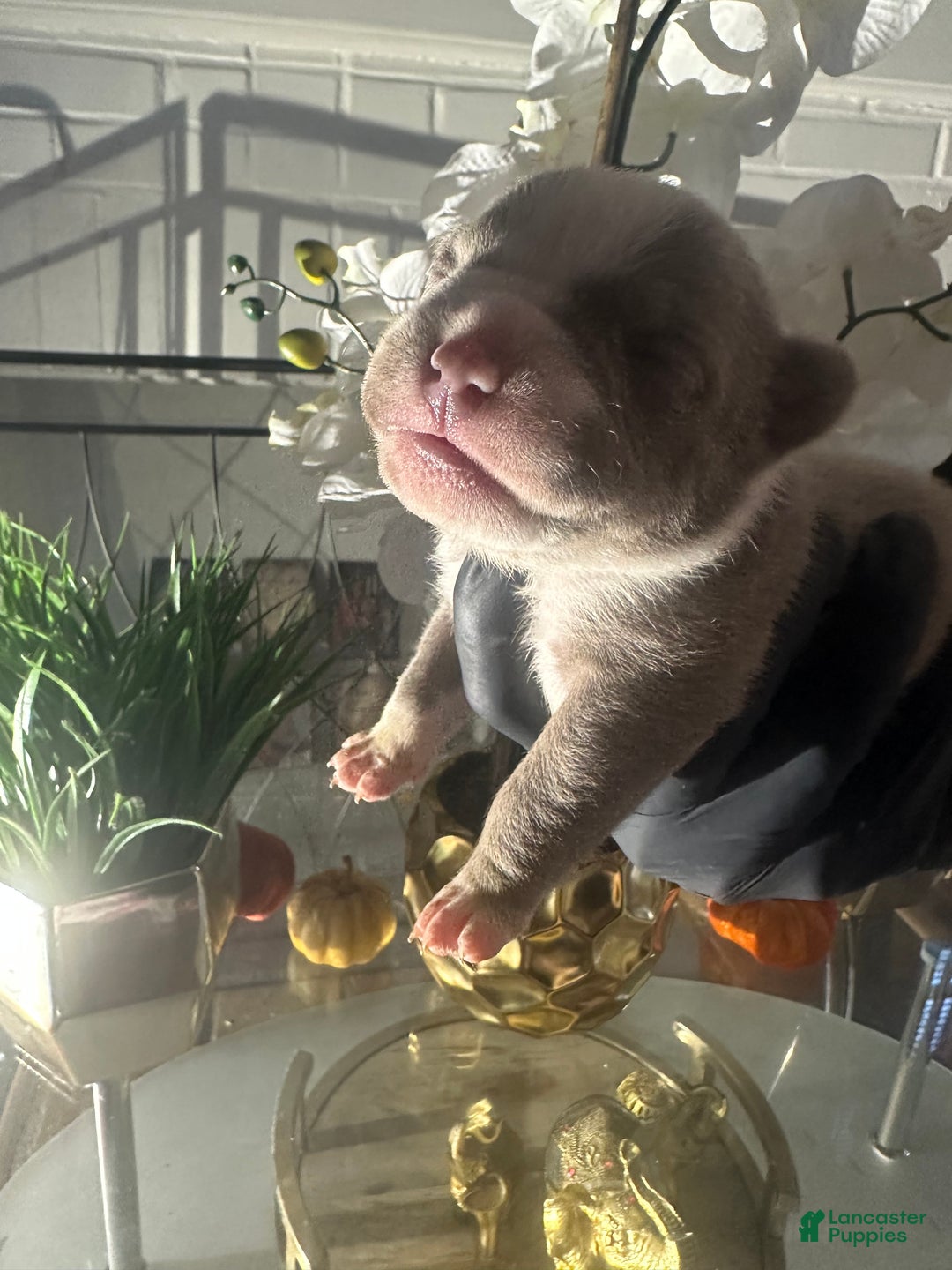 American Bully dogs for sale: American Bully Puppy 5 - Ad 1