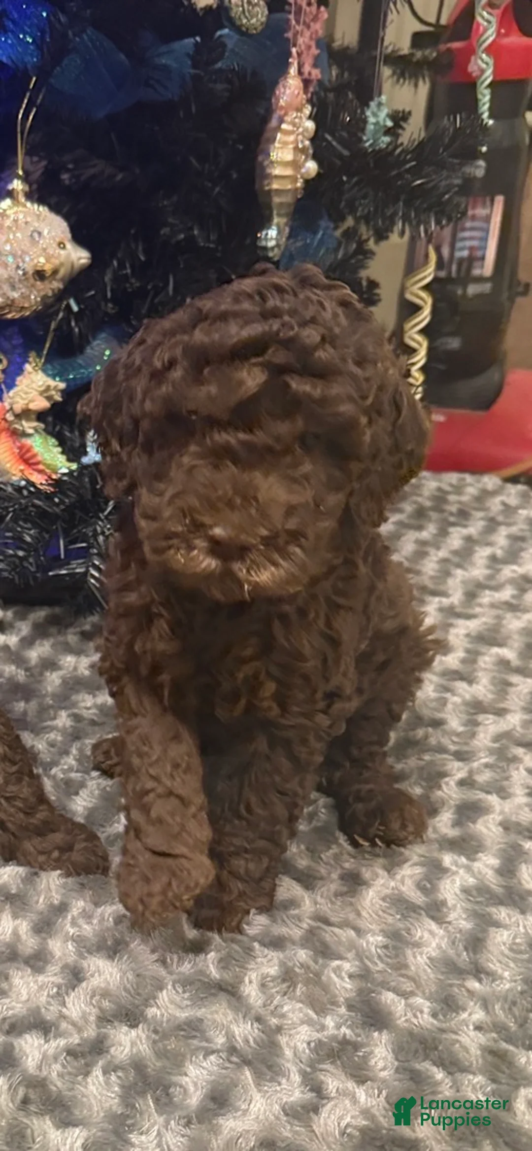 Labradoodle dogs for sale: Labradoodle Puppy 1 - Ad 2