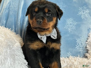 Rottweiler dogs Skye - Ad 18