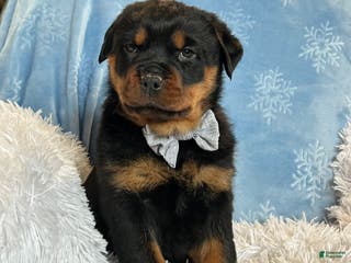 Rottweiler dogs Skye - Ad 13