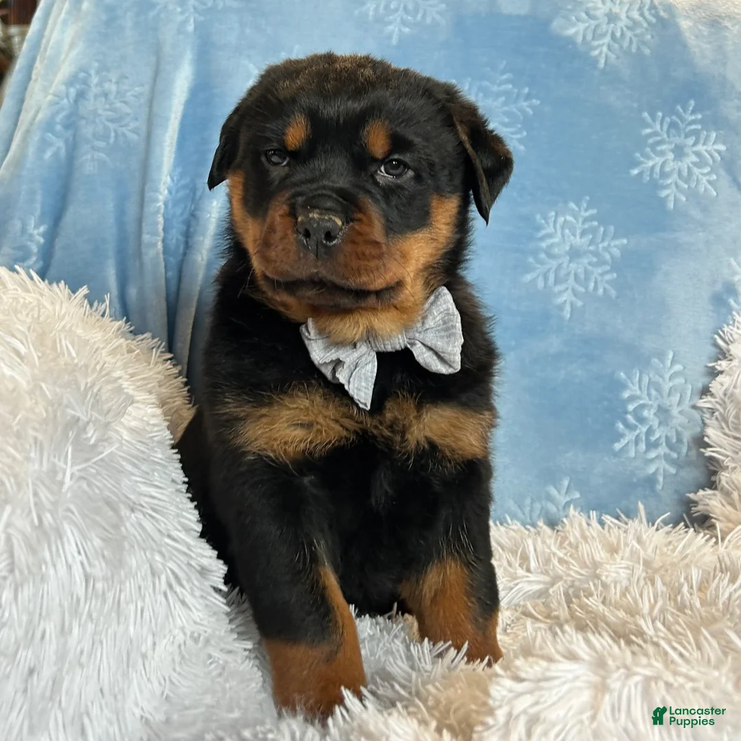 Rottweiler dogs for sale: Skye - Ad 2