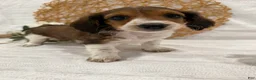Miniature Dachshund dogs for sale: Dream - Ad 18