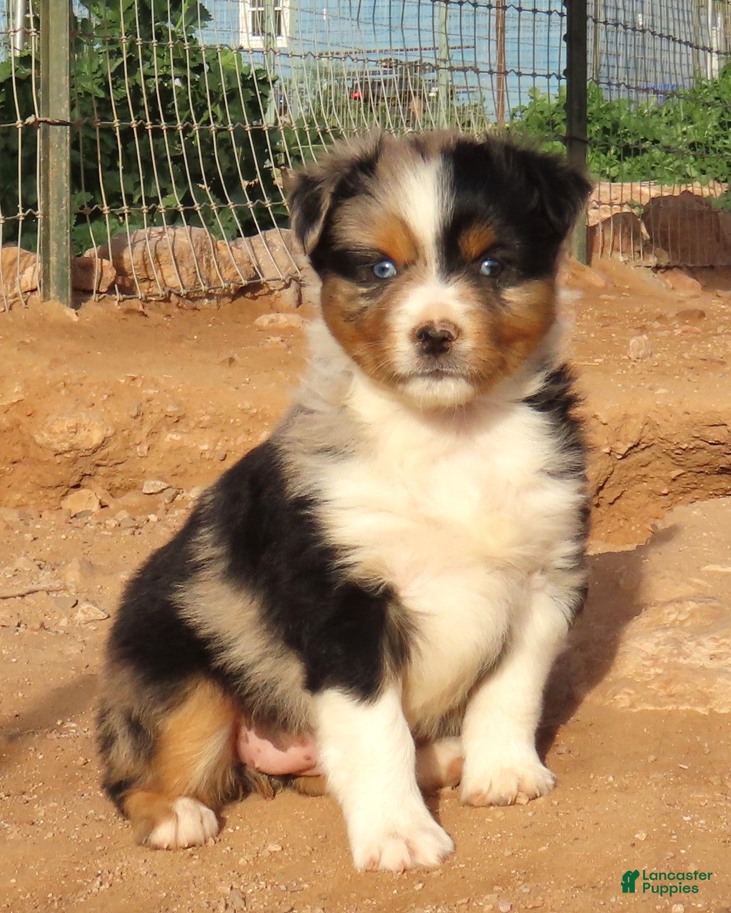 Miniature Australian Shepherd dogs Blue merle girl with 1.5 blue eyes - Ad 2