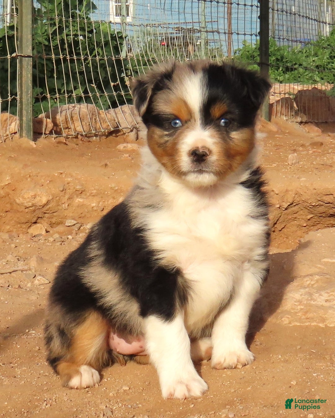 Miniature Australian Shepherd dogs for sale: Blue merle girl with 1.5 blue eyes - Ad 1