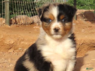 Miniature Australian Shepherd dogs Blue merle girl with 1.5 blue eyes - Ad 1