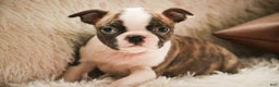 Boston Terrier dogs for sale: Kurt - Ad 5