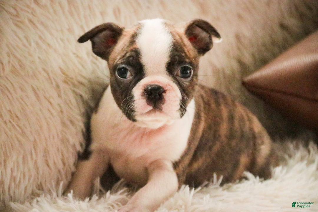 Boston Terrier dogs for sale: Kurt - Ad 5