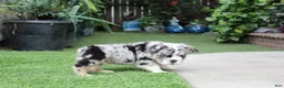 English Bulldog dogs for sale: English Bulldog 1 - Ad 4