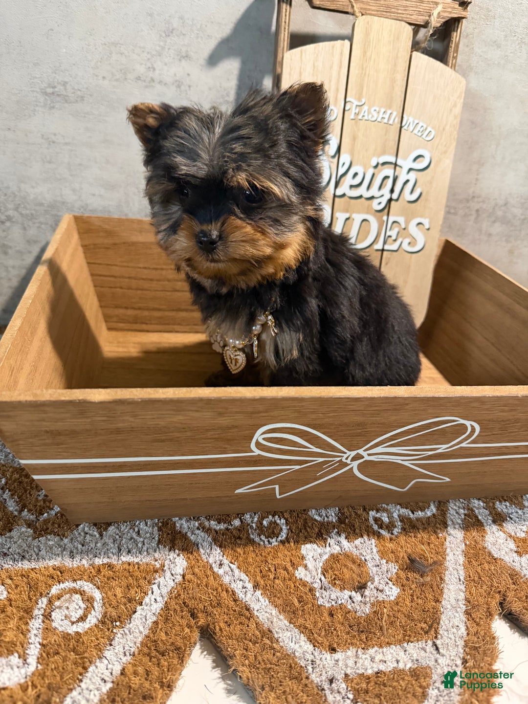 Yorkshire Terrier dogs for sale: Jean - Ad 3