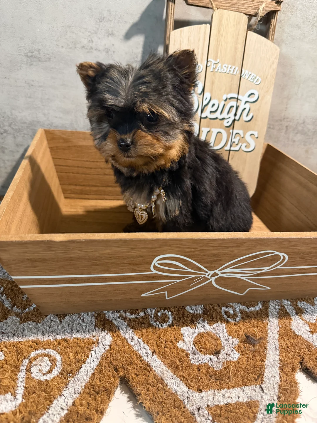 Yorkshire Terrier dogs for sale: Jean - Ad 3