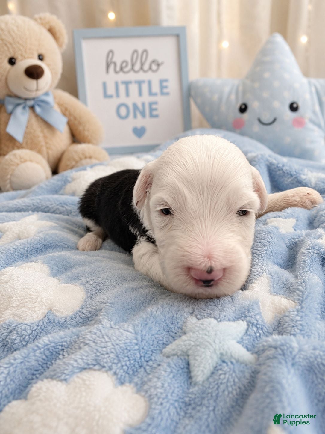 Sheepadoodle dogs Sheepadoodle 6 - Ad 1