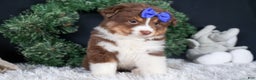 Miniature Australian Shepherd dogs for sale: SPIKE - Ad 9