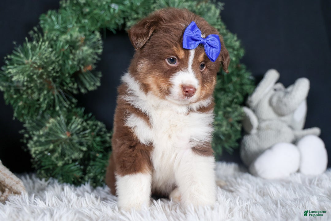 Miniature Australian Shepherd dogs for sale: SPIKE - Ad 9