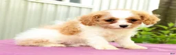 Cavapoo dogs for sale: Roxie - Ad 4