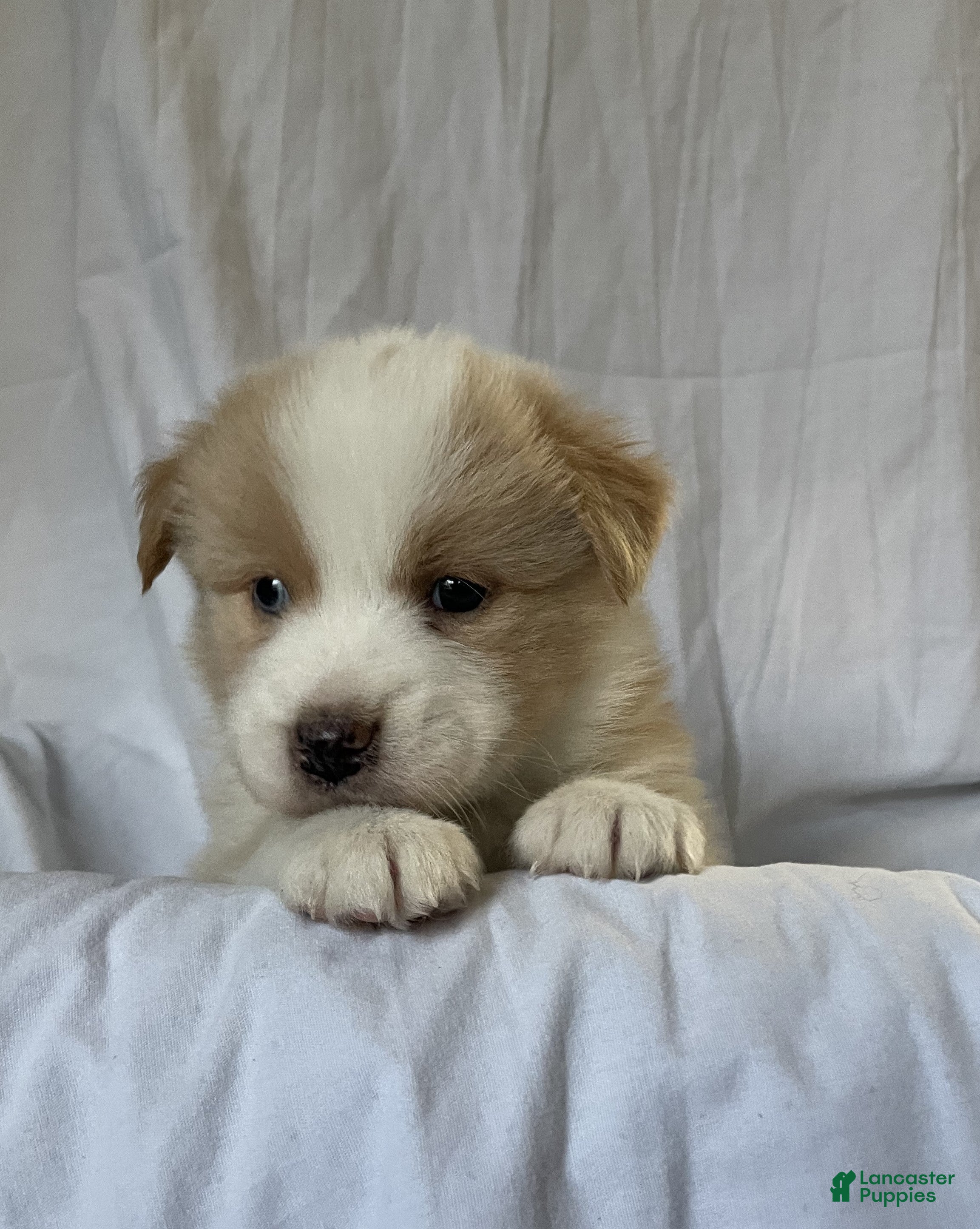 Australian Shepherd dogs Chance - Ad 8