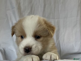 Australian Shepherd dogs Chance - Ad 9