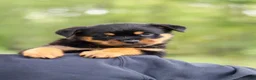 Rottweiler dogs for sale: Kobe - Ad 2