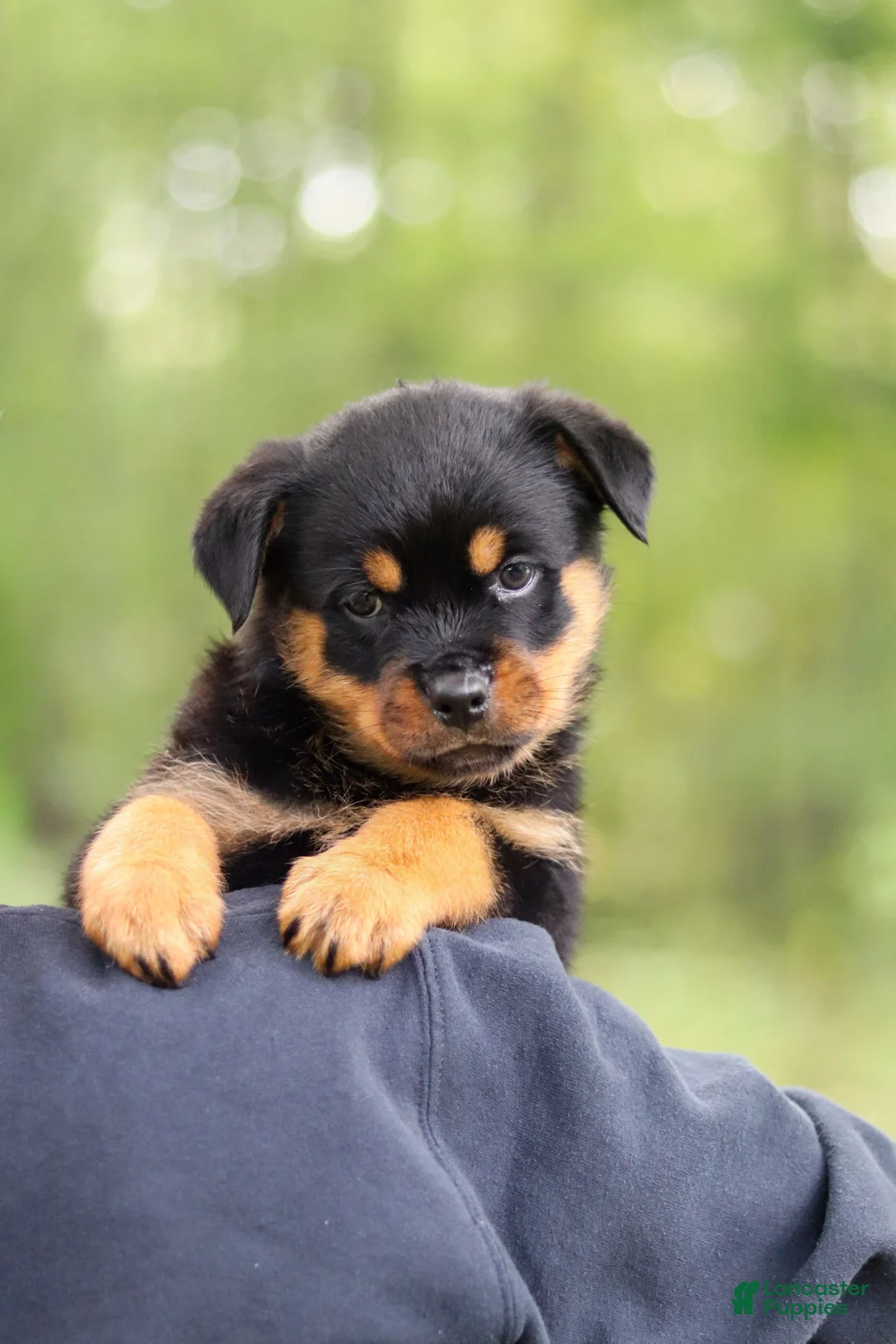 Rottweiler dogs for sale: Kobe - Ad 2